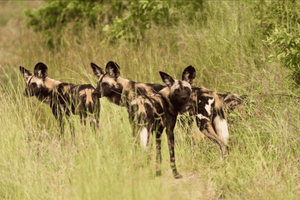 Dar es Salaam: Mikumi & Ruaha Safari with Game Drives