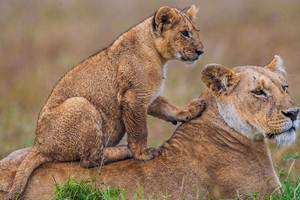Diani Beach: 4-Day Safari Ngutuni, Amboseli, Ziwani Tour