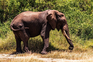 Z Aruszy: 2-dniowe safari przez Tarangire i jezioro Manyara