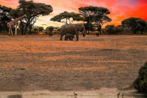 From Arusha: 4-Day Tarangire, Serengeti & Ngorongoro Safari