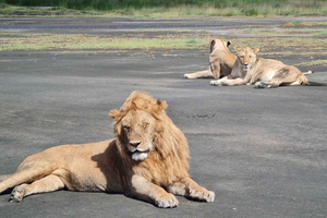From Arusha:The 4-Day Safari Expedition to Tarangire & Ndutu
