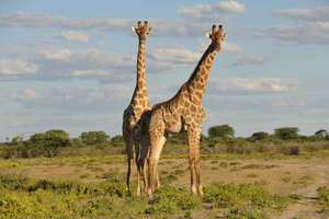From Dar es Salaam: Mikumi National Park Day Trip