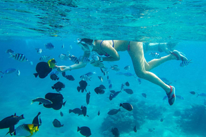 From Stone Town: Mnemba Snorkeling & Dolphins Experience