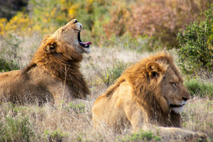 From Zanzibar: 2-Day Serengeti Safari with Flights