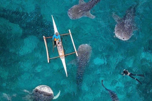 From Zanzibar: Mafia Whale Shark Adventure
