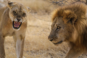 Da Zanzibar: safari di un giorno a Mikumi con volo e trasferimento