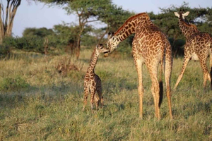 Zanzibarilta: Mikumin kansallispuiston päiväkierros, lento ja lounas
