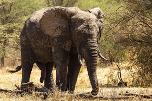 From Zanzibar: Mikumi National Park Day Trip with Flights