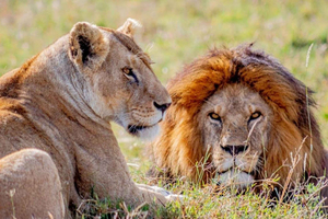 From Zanzibar: Selous Game Reserve Full-Day Safari