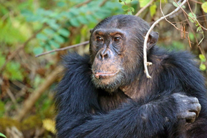 KIGOMA: Dagstur med sjimpansetrekking i Gombe nasjonalpark