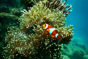 Mafia Island: Marine Park Sandbank Tour with Snorkeling
