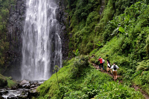 Materuni Waterfall &/or Chemka Hot Springs &/Or Coffee Tour