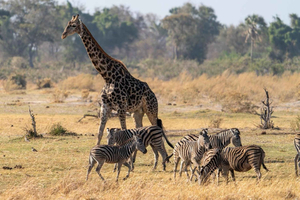Mikumi: 3 Days Botanical Garden, Maasai & Wildlife Safari.