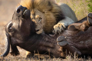 ⭐Kolmen päivän opastettu Mikumi-safariretki Zanzibarilta lautalla⭐