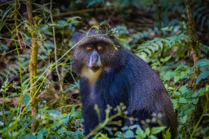 Mount Kilimanjaro Day-hike through marangu gate