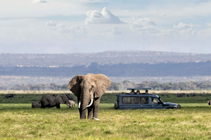 Ngorongoro Crater Day Trip Group Safari.