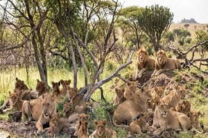 3 päivän safari Mikumin kansallispuistoon Zanzibarilta lautalla