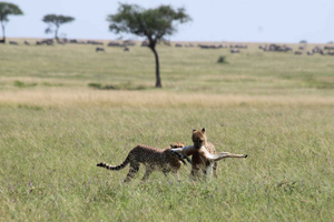 Zanzíbar: safari de 2 días al Parque Nacional del Serengeti