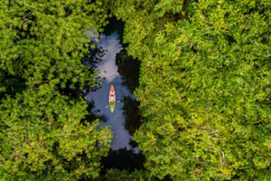 Zanzibar: 6-Hour Mangrove Kayak Tour & Jozani Forest Visit