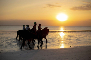 Zanzibar: Przejażdżka konna po plaży