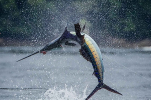 ZANZIBAR BIG FISHING
