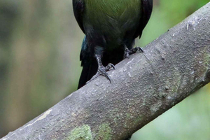 Zanzibar: Bird Watching Tour with Guide and Binoculars