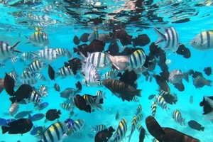 Zanzibar: Blue Lagoon Snorkeling, Starfish Beach & The Rock