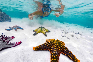 Zanzibar: Blå lagunen, sjöstjärnor och snorklingstur.