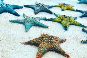 Zanzibar: Laguna Blu, stelle marine e The Rock Restaurant
