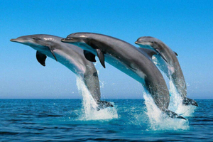 Zanzibar: Dolphins at Mnemba, Turtle Aquarium &Sunset cruise