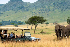 Zanzibar: Fly to Mikumi National Park for a Day Safari