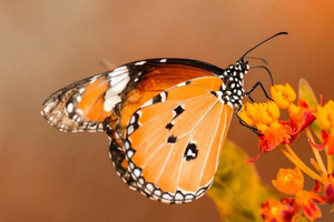 Zanzibar: Jozani Forest and Butterfly Centre Experience
