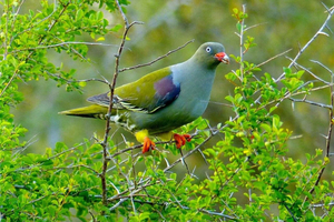 ZANZIBAR: Jozani Forest & Birds watching tour med hämtning