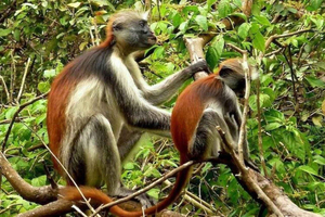 Zanzibar: Jozani Forest Private Tour