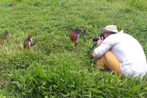 Zanzibar: Jozani Forest & Red Colobus Monkeys Private Tour