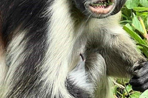 Zanzibar: Excursão a pé pela floresta de Jozani