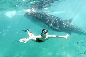 Zanzibar: Mafia Island Whale Shark Day Trip by Flight &Lunch
