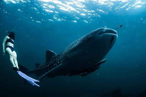 Zanzibar: Mafia Island Whale Shark Snorkeling Day Trip