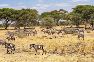 Zanzibar: Mikumi Wonderful Safari with Open Jeeps