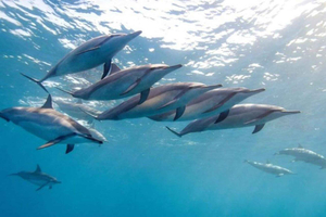 Zanzibar: Mnemba Dolphins, Jozani Monkeys & Sea Turtles