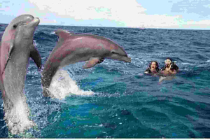 Zanzibar Mnemba Island swimming with Dolphin With Fruits