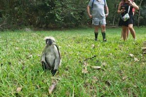 Zanzibar: Monkey Experience in Jozani forest