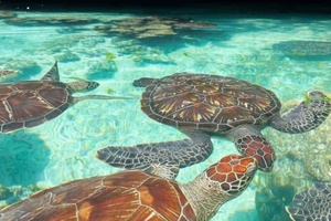 Zwemmen met zeeschildpadden in de Nungwi-lagune in Zanzibar