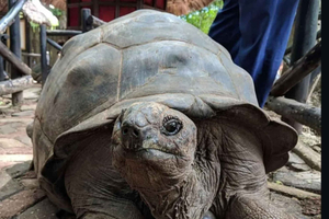 Zanzibar: Prison Island Private Half-Day Tour with Tortoises