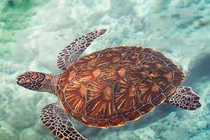 Zanzibar: Prison island, Sea Turtle Sanctuary + Mtende Beach