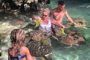 Zanzibar: Sea Turtle Swim at Baraka Aquarium, Nungwi