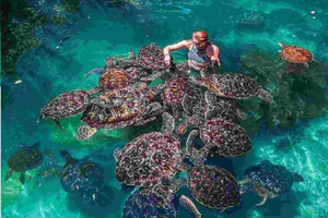 Zanzíbar: tour por el santuario de tortugas marinas