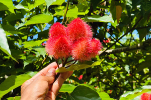 Zanzibar: Spice Farm Private Tour with Lunch & Fruit tasting