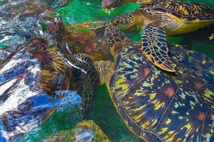 Zanzibar: Zwemmen met zeeschildpadden bij Baraka of Salaam Aquarium