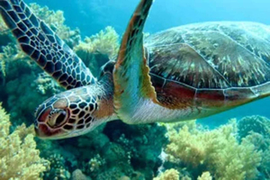 Zanzibar: Swim with Sea Turtles at Nungwi Lagoon